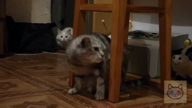 Какая разная реакция у котов на лазерную точку | Different reactions in cats to the laser point смотреть онлайн
