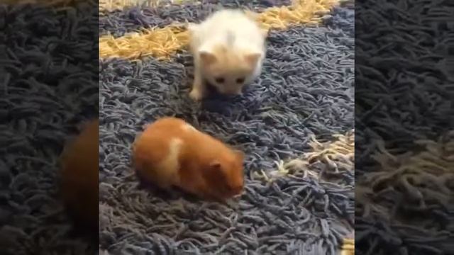 СМЕШНО котик охотится на хомяка смеюсь смотреть онлайн