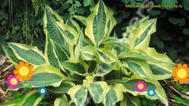 Хоста гибридная Хэнки Пэнки. Краткий обзор, описание характеристик Hosta Hybrida Hanky Panky