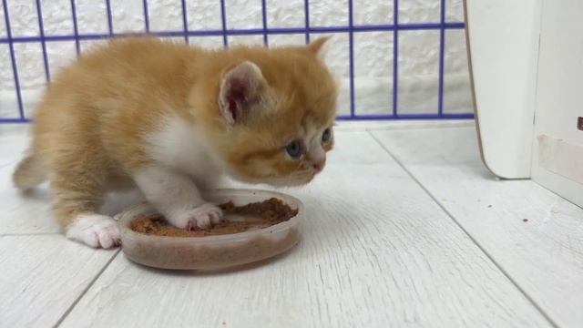 Funny cat burglary: cat steals food from little ginger kitten смотреть онлайн