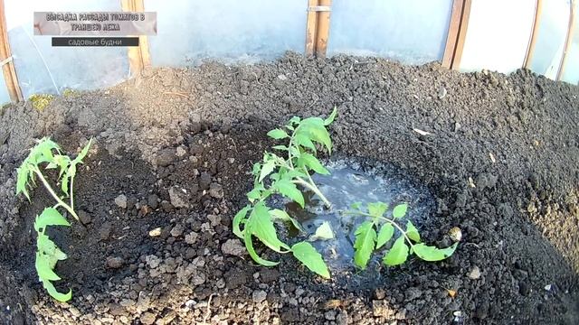 Высадка рассады томатов в траншеи лежа Подробно показываем, что добавляем при посадке смотреть онлайн