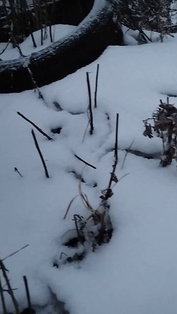 #живаяприрода #природа #зима смотреть онлайн