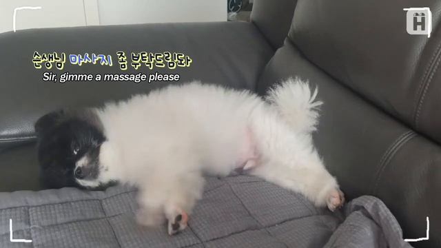 '이리오개나' 닝겐 부리는 상전견 뭉치 l 어바웃펫(About pet) смотреть онлайн