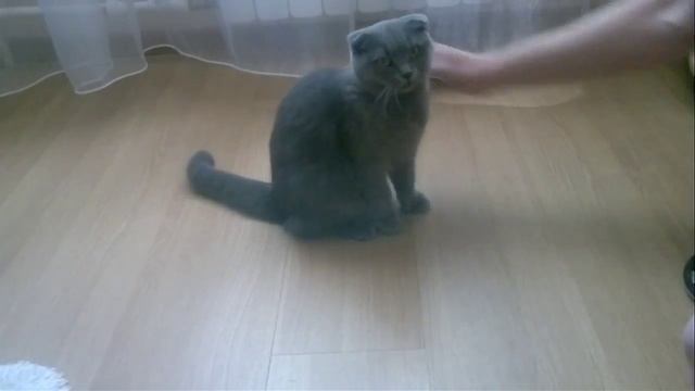 Мотя умница смотреть онлайн