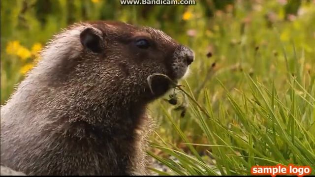 Живая природа №1 смотреть онлайн