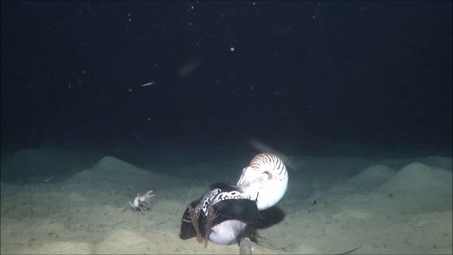 The Nautilus Zone - Nautiluses + Shrimp + Crab + Salps + .... смотреть онлайн