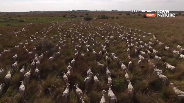 Живой мир амазонки.