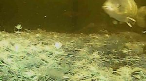 Тонны САЗАНА в болоте или ванна сазанов за час! Рыбалка с подводной камерой. Рыбалка на паук 2024.