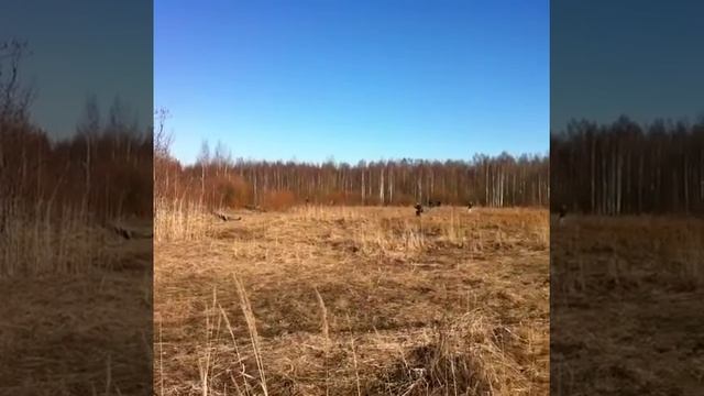 [Airsoft Game] #Страйкбол, Синдром зверя, игра на полигоне "СИБИРЬ" Санкт-Петербург 2015 часть 2 смотреть онлайн