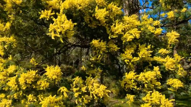 Wattle Tree Flowers (Acacia) || Eucalyptus Tree смотреть онлайн