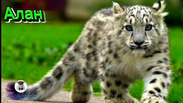 Жабайы жануарлар. Дикие животные. Жабайы жануарлар мен төлдері. Дикие животные на казахском.