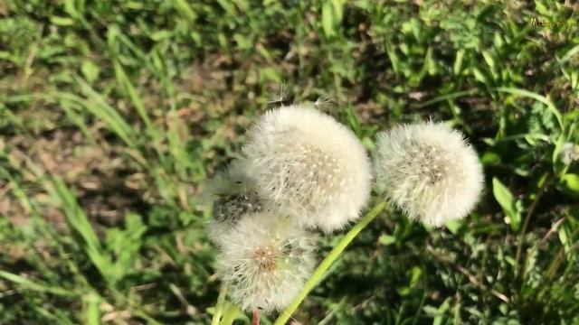 Цены на фрукты.🍓 Клубника в городе,земляника в лесу!Голуби.🕊Асбест июнь 2021. смотреть онлайн