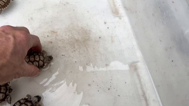 6 new hatchlings take first drink of water and get their first bath ! смотреть онлайн