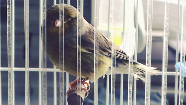 Gloster Kanarya Sesi Ve Ötüşü | Kanarya Huylandırma Ve Kızıştırma Ötüş Eğitimi 2021