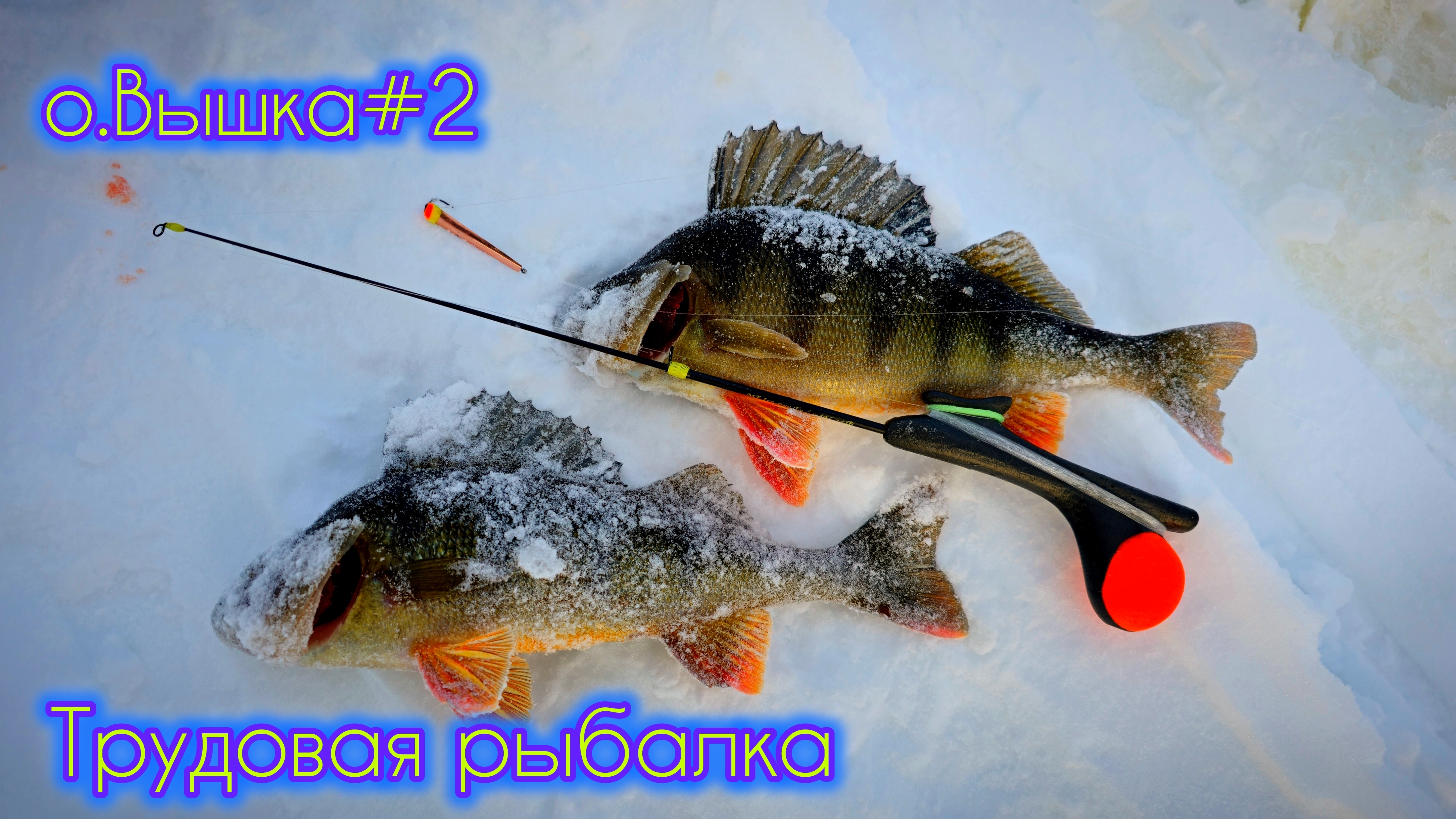 СКОЛЬКО НУЖНО ПРОБУРИТЬ ЛУНОК ЧТОБЫ ПОЙМАТЬ ОКУНЯ #окунь #зимняярыбалка #сибирь #тайга #блеснагвоздь смотреть онлайн