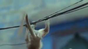 ребятам  о  зверятах     ОБЕЗЬЯНЫ