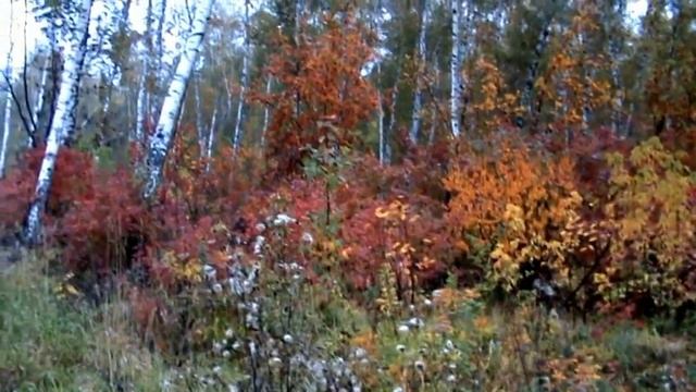Видео. Природа. Осень. смотреть онлайн