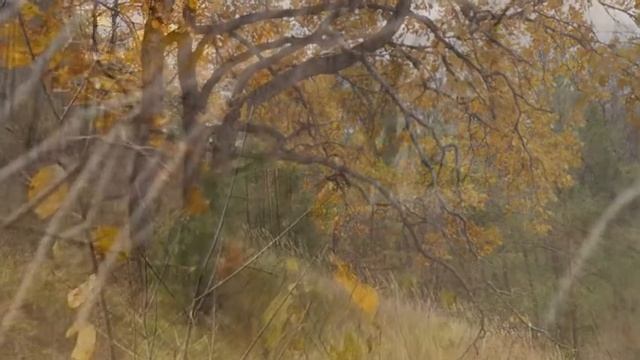 Осенняя природа. смотреть онлайн