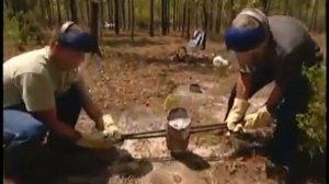 Муравейник изнутри