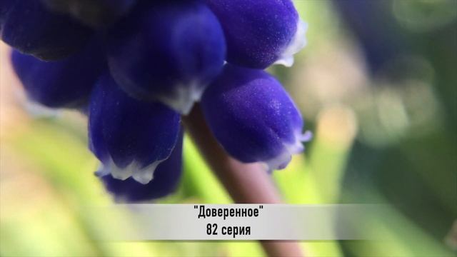 ДОВЕРЕННОЕ 82 серия русская озвучка {ДАТА ВЫХОДА И АНОНС} / Emanet 82. Bölüm смотреть онлайн