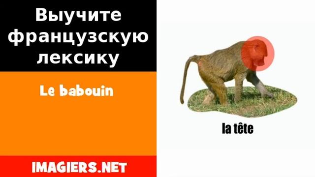 Курсы французского языка = Le babouin смотреть онлайн