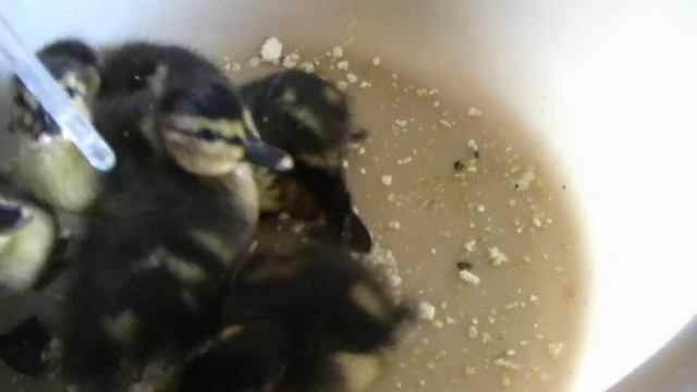 Утка на гнезде Возрождение смотреть онлайн