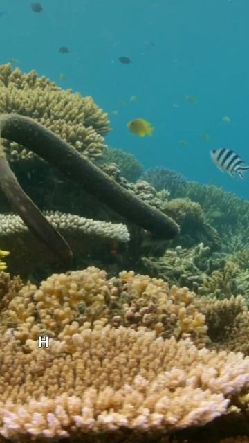 Черепахоголовая змея  #животные #змея