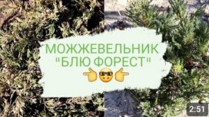 В РАЗНЫХ ПИТОМНИКАХ РАЗНЫЕ МОЖЖЕВЕЛЬНИКИ "БЛЮ ФОРЕСТ"🤷