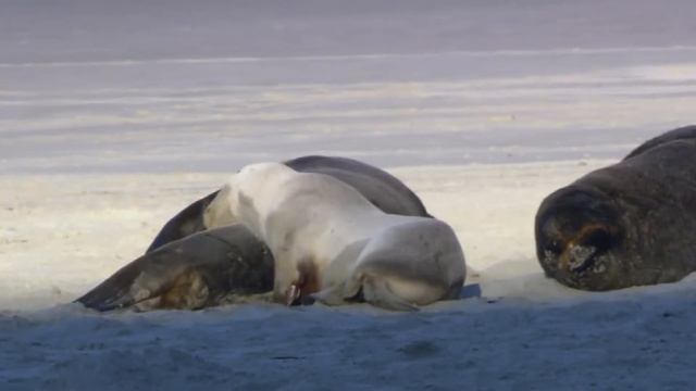 Живая природа смотреть онлайн