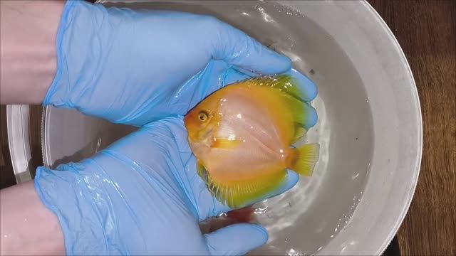 Отправка красивых дискусов в Брянск смотреть онлайн