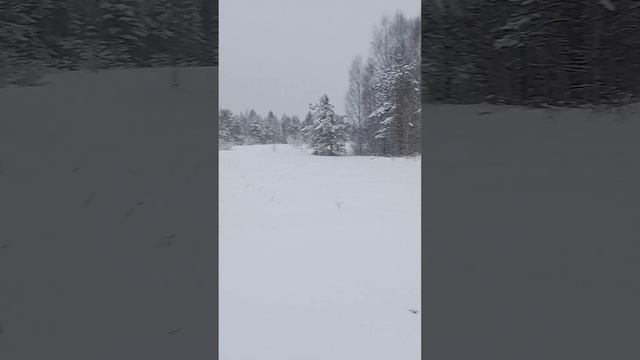 Наехал на спальник с косачами. Сидят плотно, до последнего. смотреть онлайн