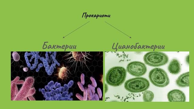 Царство Монера 7кл Боряна Петкова СУ Св.св.Кирил и Методий смотреть онлайн