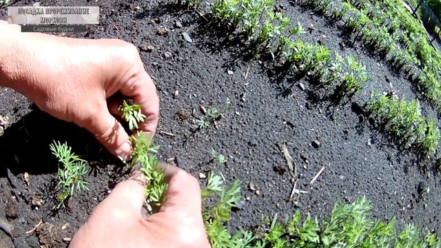 Посев прореживание моркови расстояние 4 cм смотреть онлайн