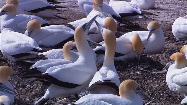 Wildlife - живая природа смотреть онлайн