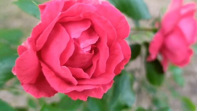 Кровавые цветы 126 серия русская озвучка | Дерья готовит пакость смотреть онлайн