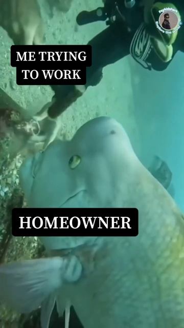 When homeowners hover while you’re working смотреть онлайн
