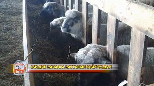 СРОЧНО КӨРГҮЛӨ! ТИЛЕК ТОКТОГАЗИЕВ ӨКМӨТТҮ БАСЫП АЛДЫБЫ? смотреть онлайн