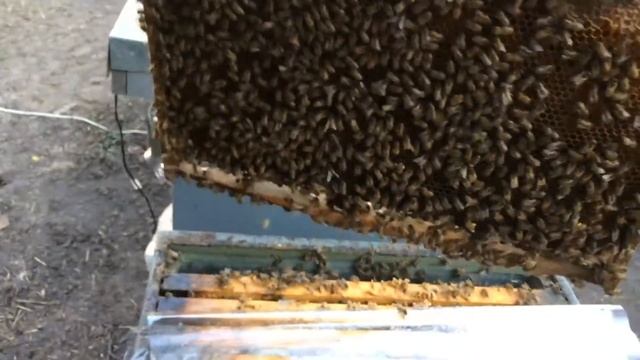 Бакфаст. Бакфаст пыльцевого направления. смотреть онлайн