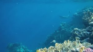 Скат Орляк. Красное море. Шарм-эш-Шейх. Шаркс-Бей. 2024