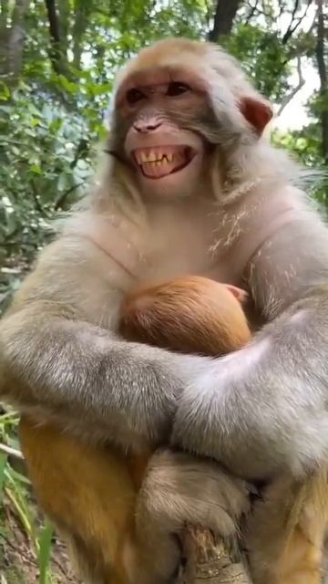 Cute monkey laughing #shorts #ytshorts #shortsvideo #viralvideo #viralshorts #viral #monkey #funny смотреть онлайн