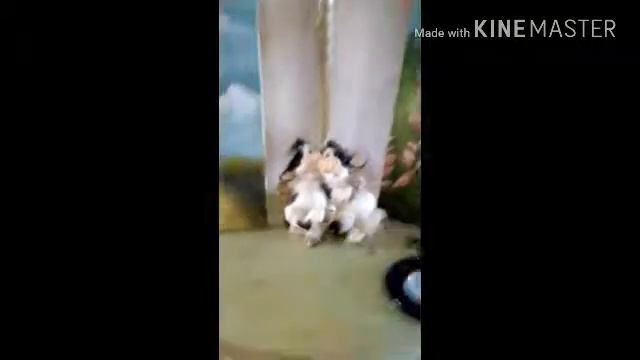 Рум тур по даче 👍👍👍👍 смотреть онлайн