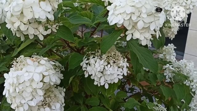 Фиалка Хеппи.Эту квартиру не продать?Юра ТяпкинА?Симптоматичные оговорки,не правда ли? смотреть онлайн