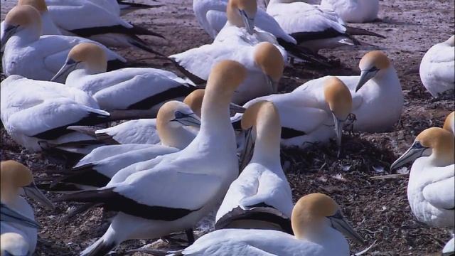 Wildlife жива природа смотреть онлайн