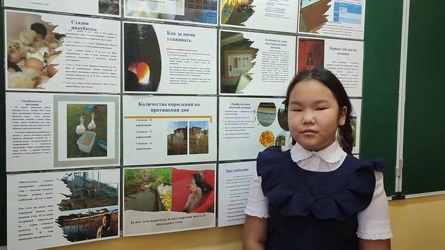 Кириллина Алгыстаана тема: Выведение птенцов с помощью инкубатора в домашних условиях. смотреть онлайн