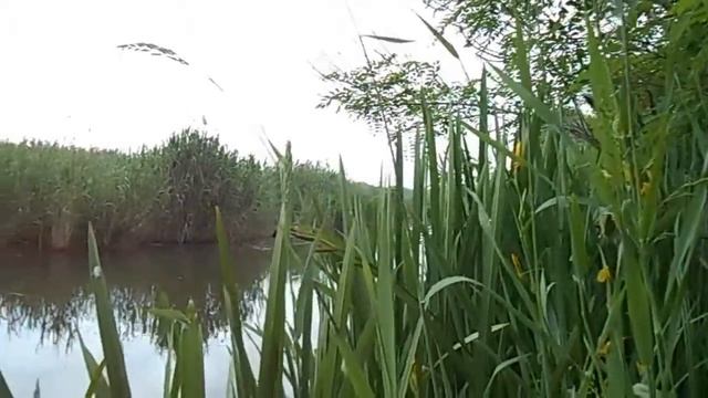 Живая  природа.