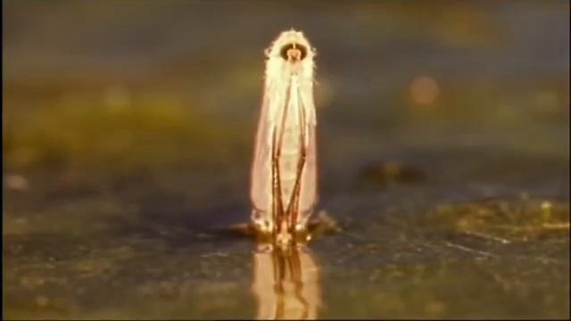 Микрокосмос смотреть онлайн