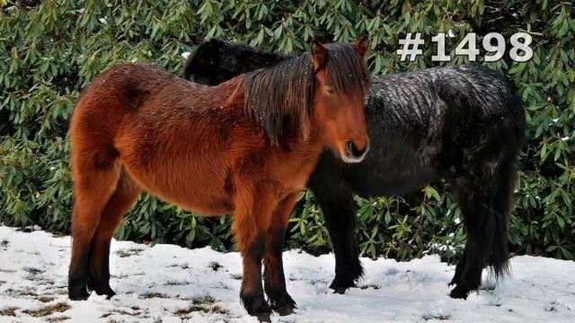 #1498. Лошади (В мире животных) смотреть онлайн