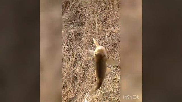 Marinka Baligini Ovlash Uslubi Marinka Sazan Usach Laqa Baligi Balig Ovi Farg'ona