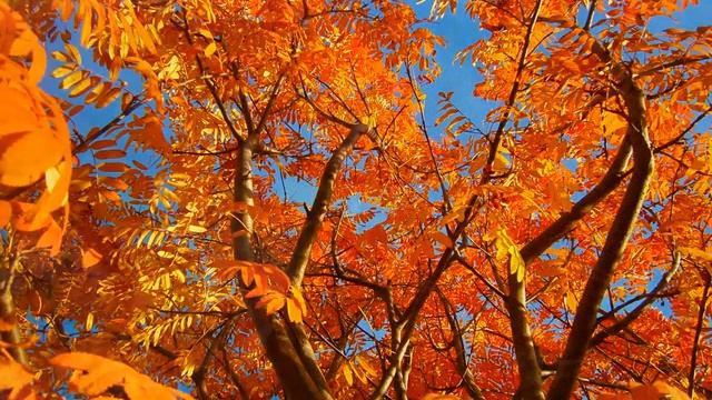 Красивая осень: наслаждение природой смотреть онлайн