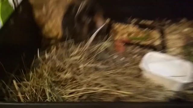 Морская свинка Джонни/волнистый попугай TV смотреть онлайн